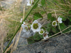 Geum cockaynei