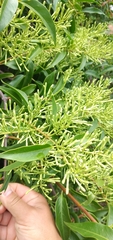 Tripodanthus acutifolius