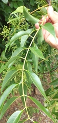 Tripodanthus acutifolius