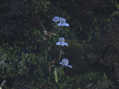 Disa longicornu