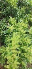 Tripodanthus acutifolius