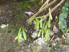 Disa longicornu