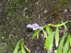 Disa longicornu