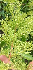 Tripodanthus acutifolius