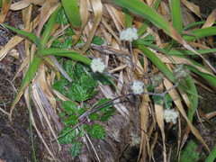 Hermas capitata