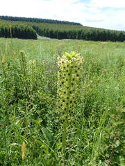 Eucomis comosa