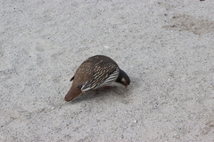 Tetraogallus tibetanus