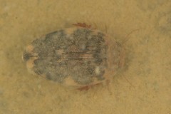 Laccophilus maculosus