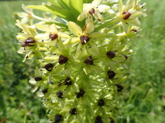 Eucomis comosa