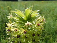 Eucomis comosa