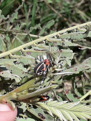 Neodiplogrammus quadrivittatus