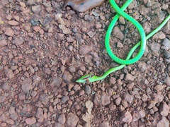 Ahaetulla farnsworthi