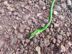 Ahaetulla farnsworthi