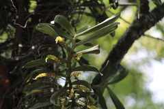 Image of Diaphananthe odoratissima