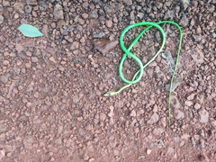 Ahaetulla farnsworthi