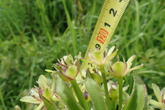 Eucomis comosa