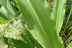 Eucomis comosa
