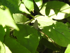 Image of Ziegleria hesperitis