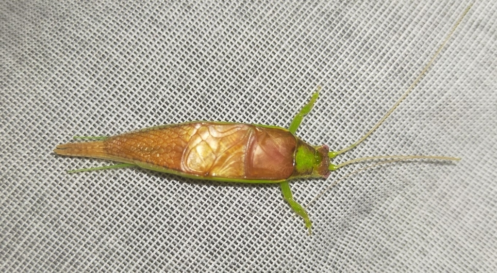 Calyptotrella