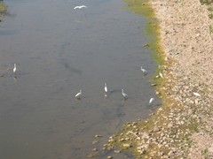 Egretta garzetta