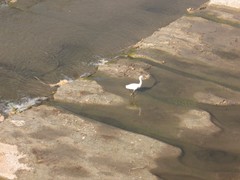 Egretta garzetta