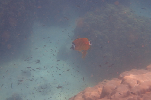 Hong Kong Butterflyfish — seen at this dive site