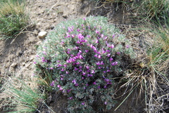 Oxytropis borissoviae