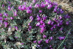 Oxytropis borissoviae