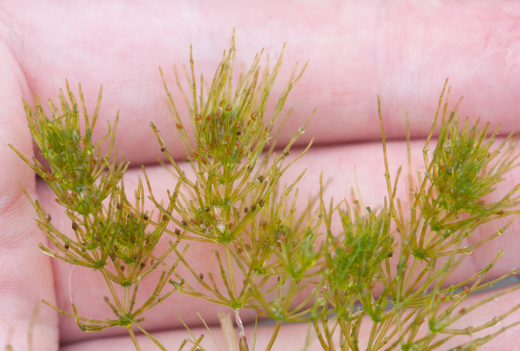 Braun's stonewort (Freshwater Aquatic Plants and Algae of Massachusetts ) · iNaturalist