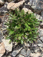 Borodinia macrophylla
