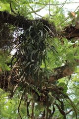 Diaphananthe fragrantissima