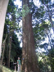 Dipterocarpus costatus