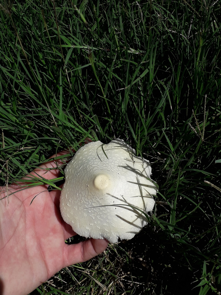 Chlorophyllum hortense · January 2021 · photo: © elbeltrocco (iNaturalist, cc-by)