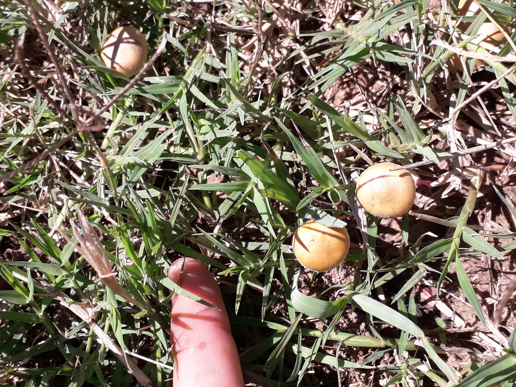 Agrocybe pediades · January 2021 · photo: © elbeltrocco (iNaturalist, cc-by)