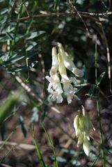 Vicia costata
