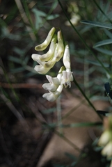 Vicia costata