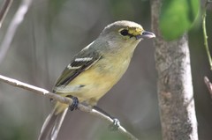 Vireo crassirostris