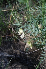 Vicia costata