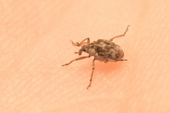 Phytobius leucogaster