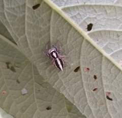 Leptofreya