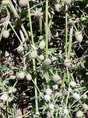 Eryngium divaricatum