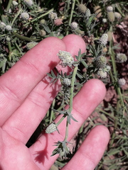 Eryngium divaricatum