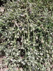 Eryngium divaricatum