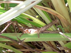 Coryacris angustipennis