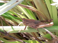 Coryacris angustipennis