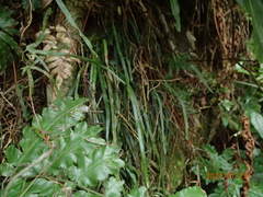 Haplopteris anguste-elongata