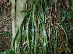 Haplopteris anguste-elongata