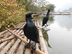 Phalacrocorax carbo