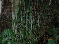 Haplopteris anguste-elongata