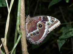Morpho helenor corydon